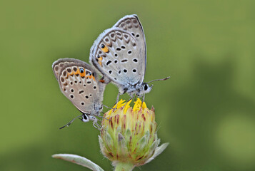 Fototapeta na wymiar Multi-eyed Silver Blue butterfly - Polyommatus loewii