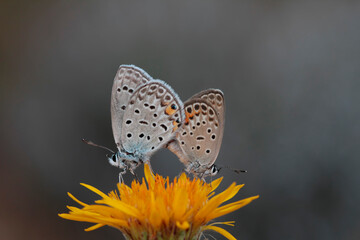 Multi-eyed Silver Blue butterfly - Polyommatus loewii