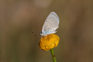 Blue Osiris butterfly - Cupido osiris