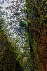 Parque Laurisilva en el Parque Anaga en Tenerife.