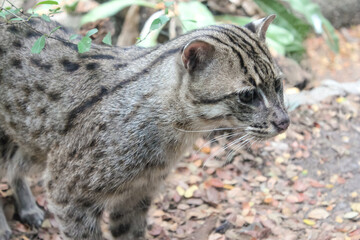 Wild spotted cat