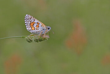Fototapeta na wymiar Yellow Banded Bouncy butterfly - Pyrgus sidae