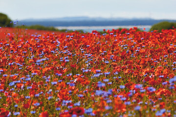 huge field of blossoming poppies with cornflowers