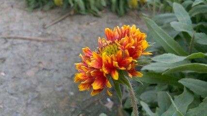 Beautiful Flower in the Garden with Red and Yellow Petals Close up Scene