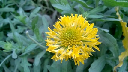 Beautiful Single Yellow Sunflower in the Garden