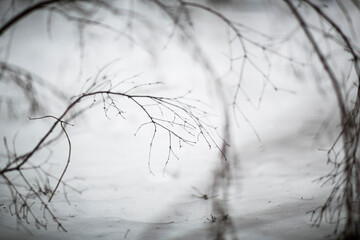 Branches of a tree against a gray sky and snow cover ... Looking at the gray sky through the branches of trees. Beautiful black branches in front of a gray sky and white snow.