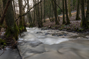 Bachlauf im Wald