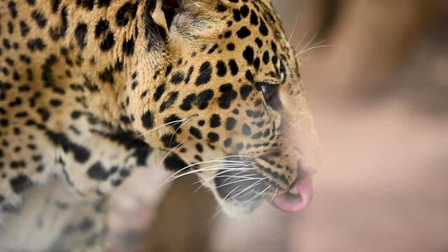 Close up portrait of a Leopard in the wild. High quality FullHD footage