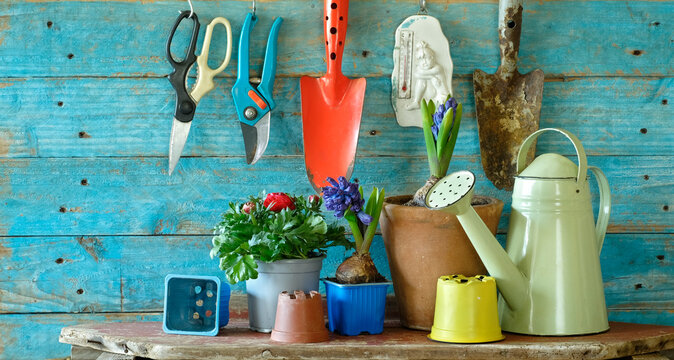 gardening in the springtime, young hyacinth and buttercup flowers with gardening tools, good copy space