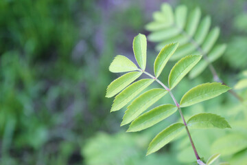 Green plant with blurry background.