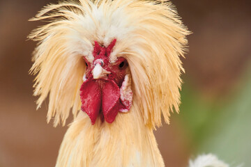 portrait of a funny-looking white crested chicken
