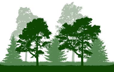 Silhouette of green pine, fir, coniferous trees. Beautiful summer forest. Vector illustration.