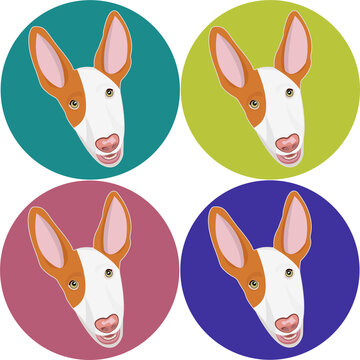 Ibizan Hound muzzle. Podenco ibicenco breed. Stylish dog icon set. Smart and funny dog`s head icon. Big ears. Flat vector illustration