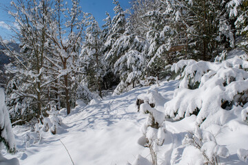 Fresh snow in forest