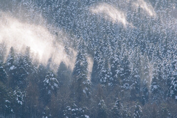 Snow being blown off trees in forest