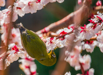 メジロと梅の花