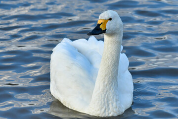 Obraz premium コハクチョウ