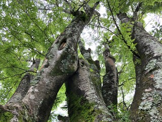 Fototapeta premium trunk of a tree