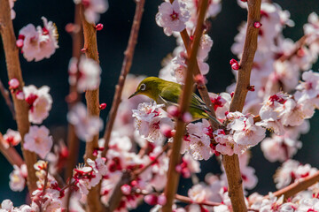 メジロと梅の花