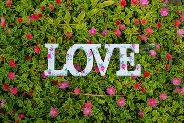 love sign on flowers and grass background