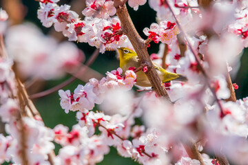 メジロと梅の花