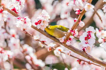 メジロと梅の花