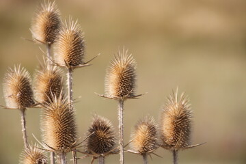 Obraz premium thistle in the wind