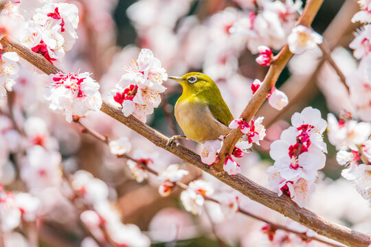 メジロと梅の花
