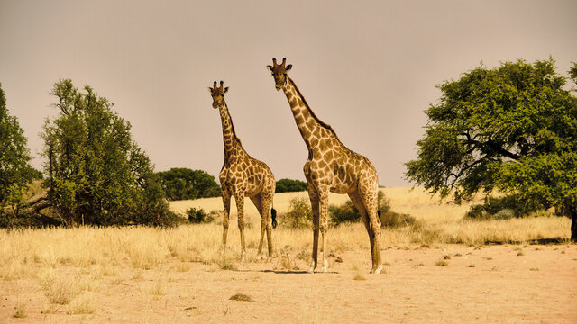 Tallest Animal Worldwide