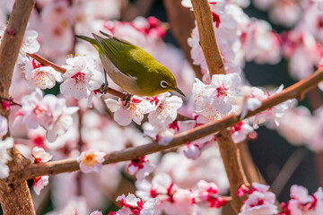 メジロと梅の花