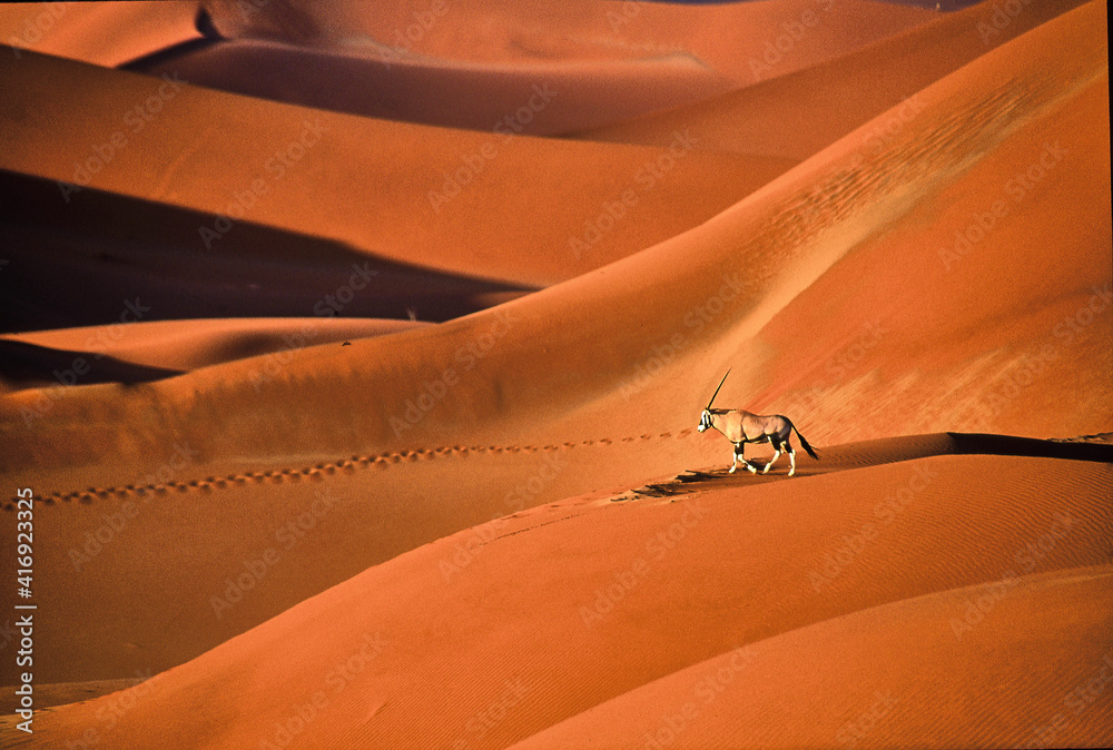 Wall mural Oryx gazella walks over beautiful red sand dunes in Namib desert