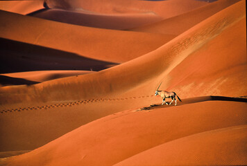 Oryx gazella walks over beautiful red sand dunes in Namib desert