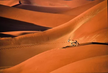 Crédence de cuisine en verre imprimé Brique La gazelle d& 39 Oryx marche au-dessus de belles dunes rouges de sable en désert de Namib
