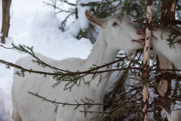 white milking goats eat green spruce branches and spruce bark closeup in the afternoon in winter snowy forest