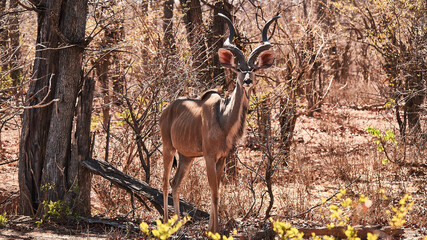 kudu, Tragelaphus strepsiceros, looking attentively