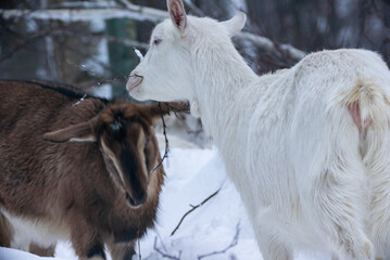 white and brown milking goats eat birch branches among trees in the evening in winter snowy forest