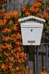 White mailbox on a bamboo wall entwined with orange flowers Pyrostegia venusta