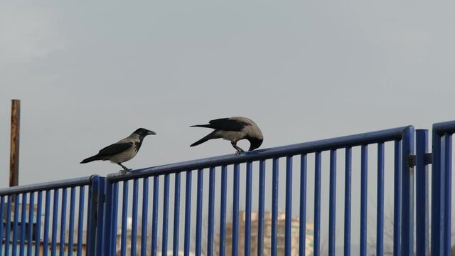 A crow eating what it found on the iron railing and another crow trying to get what it ate, crows standing on the iron railing