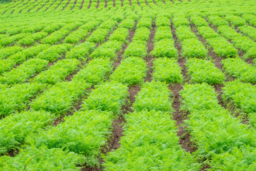 Fototapeta na wymiar Fields carrot. Green rows of carrot plants in an agriculture