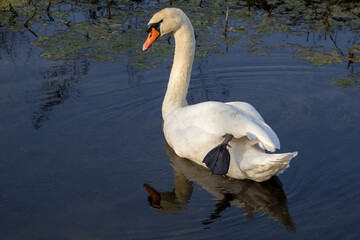 Naklejka premium mute swan is reflected in the water in the lônes near the Rhone River.