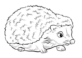 In the animal world. Black and white image of a hedgehog. Coloring book for children. Isolated object.