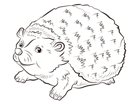 In the animal world. Black and white image of a hedgehog. Coloring book for children. Isolated object.