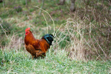 a bright colored rooster with a red crest and a blue tail