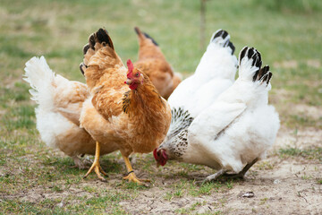 colorful chickens cheerfully eat bread crumbs