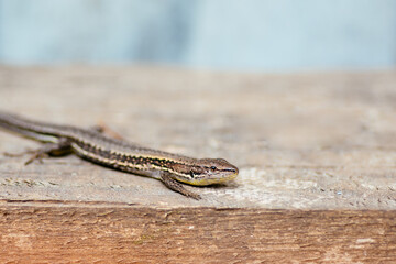 a spotted lizard on the wooden floor