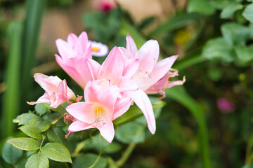 秋薔薇の咲く横浜イングリッシュガーデン