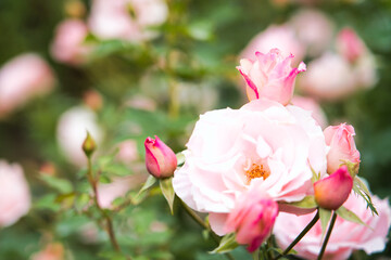 秋薔薇の咲く横浜イングリッシュガーデン