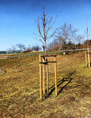 Młode drzewo w parku. © WalDec