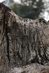 The remains of a tree that was burned after a fire