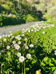 meadow with flowers